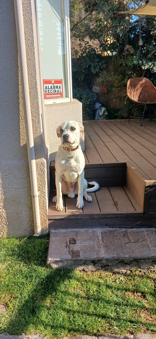 Customer photo review of Collar Duke Marrón Corrugado Envejecido/Marrón Corrugado Envejecido