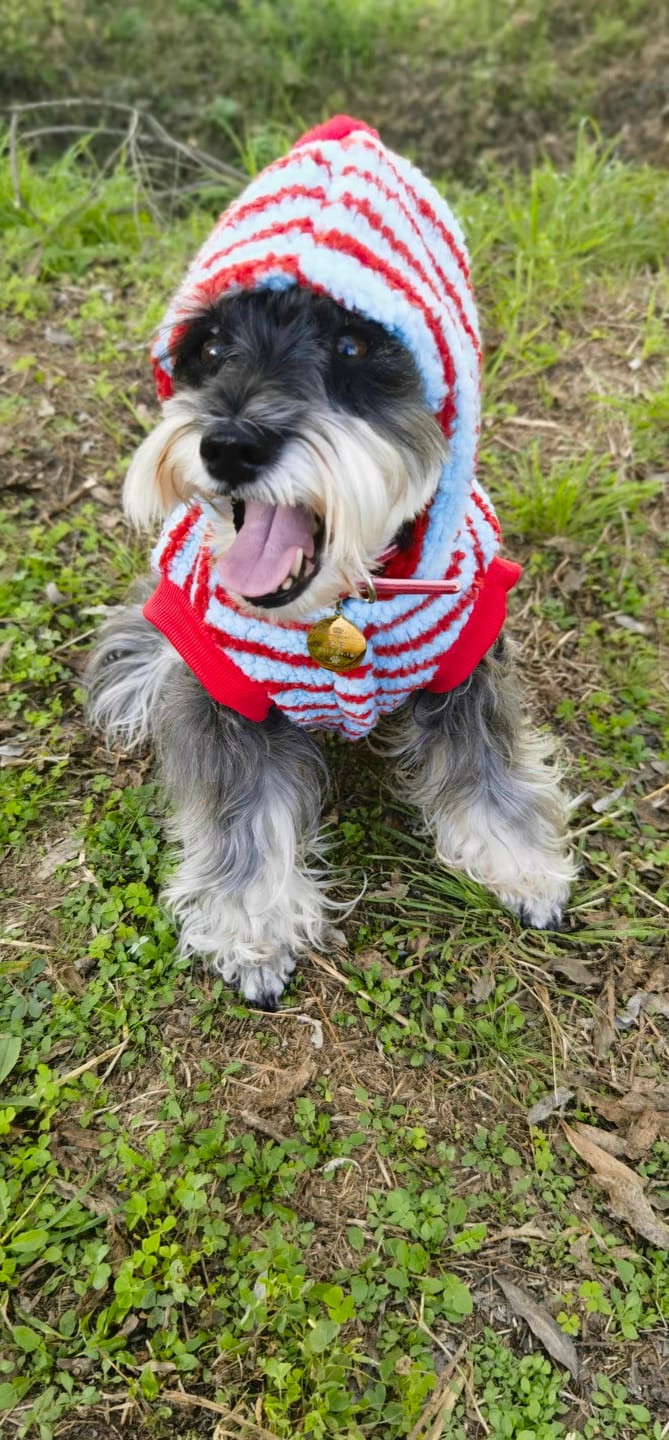 Customer photo review of Fleece Striped Dachshund Dog Cat Harness Hoodie – Warm, stylish, and functional all in one.