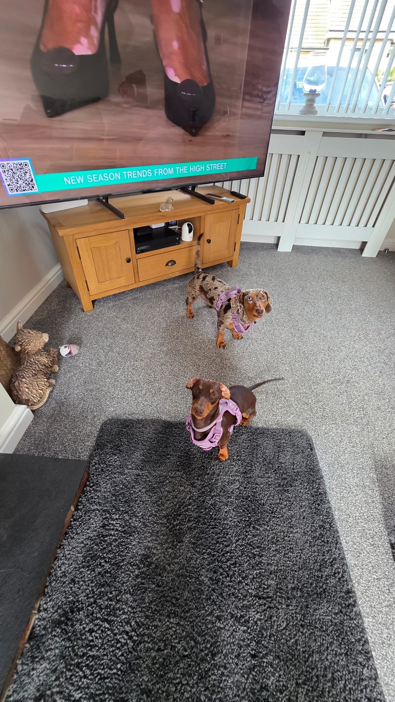 Customer photo review of Trail & Glow Tweed Dog Harness - Colour Drops - Plum Tweed