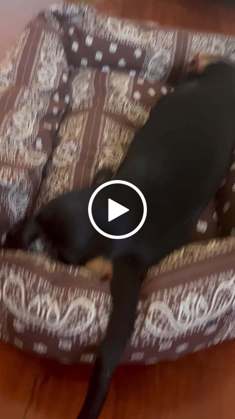 Customer video review of Cover Divanetto per Cani Bandana Marrone | Leo e Luna