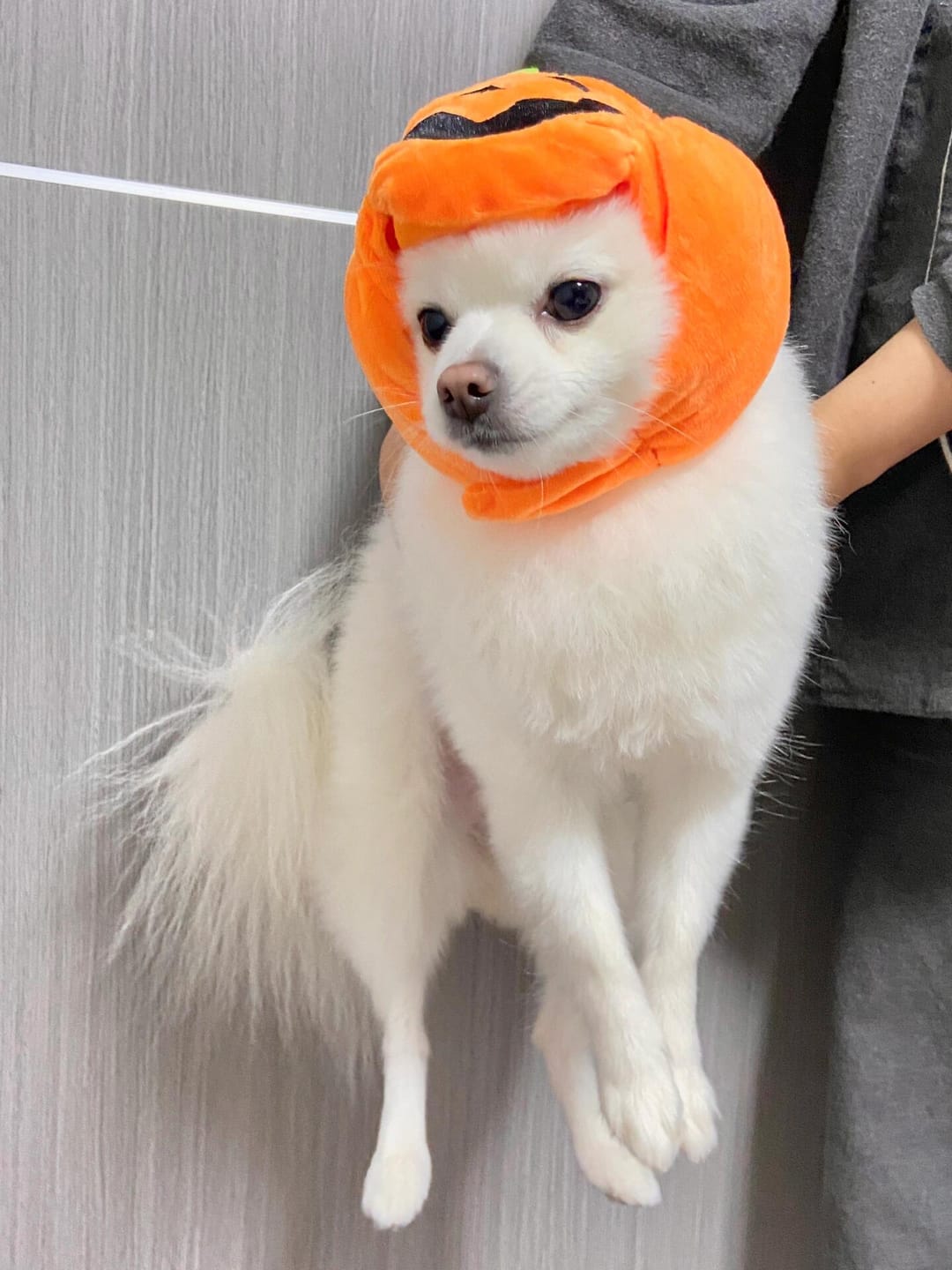 Customer photo review of Halloween Pumpkin Hats Costume