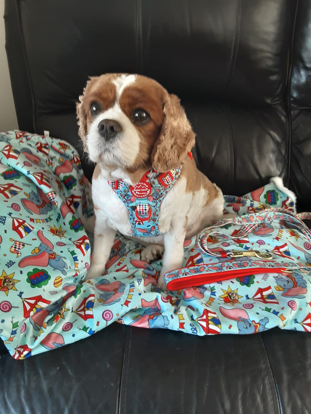 Customer photo review of Disney© Dog Blanket - Dumbo