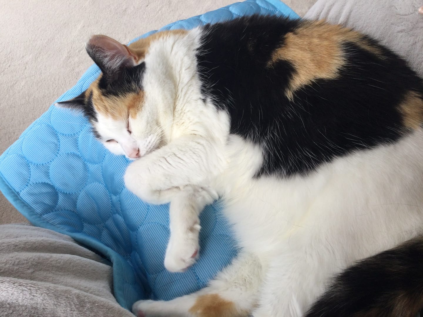 Customer photo review of The Ultimate Cooling Pet Mat