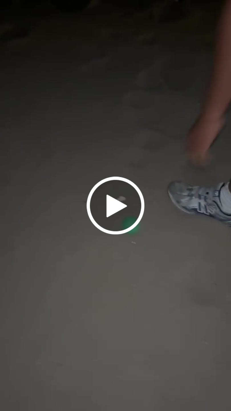 Customer video review of No Pull Bully Proof Harness