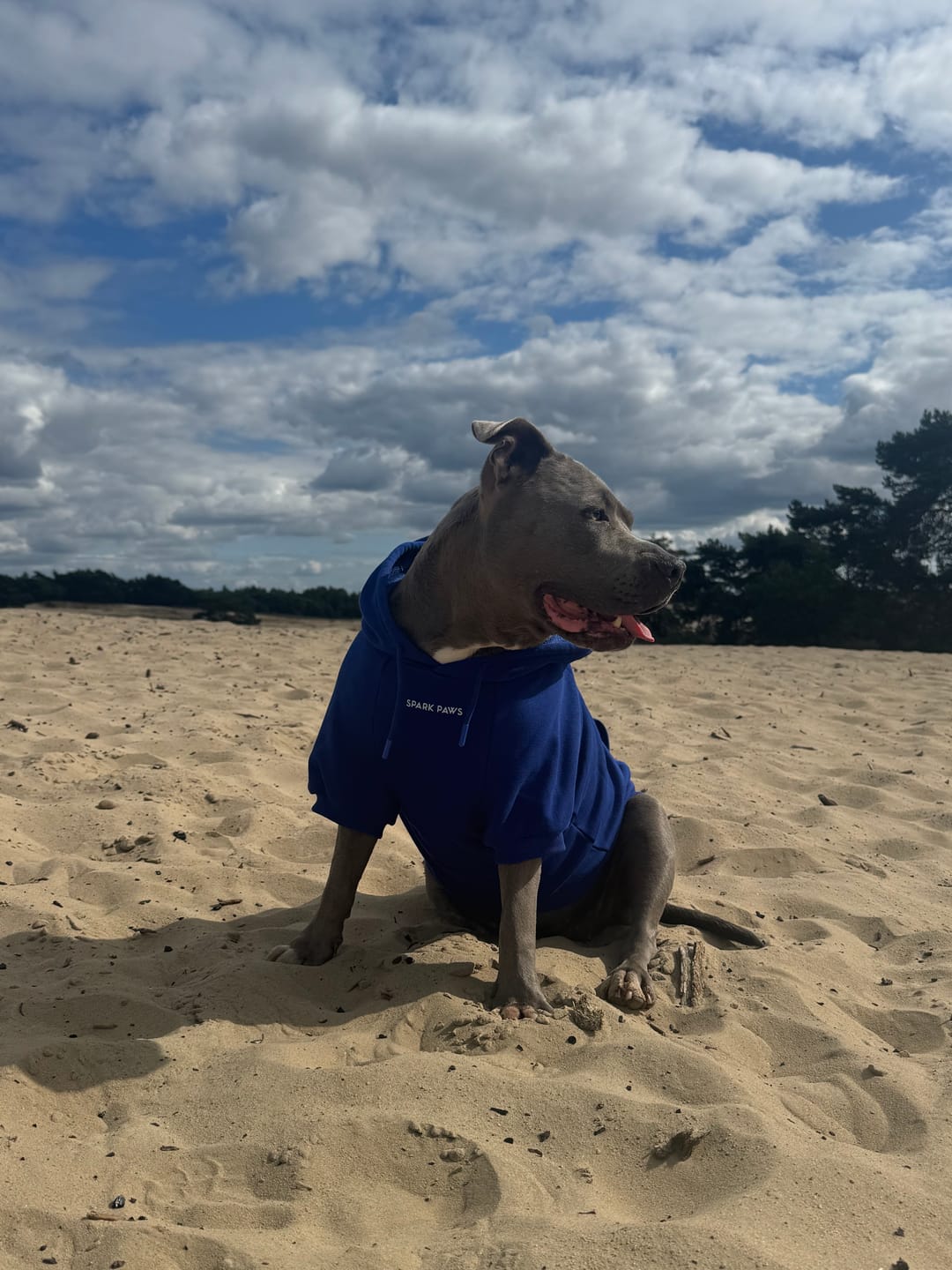 Customer photo review of Essential Dog Hoodie - Midnight Blue