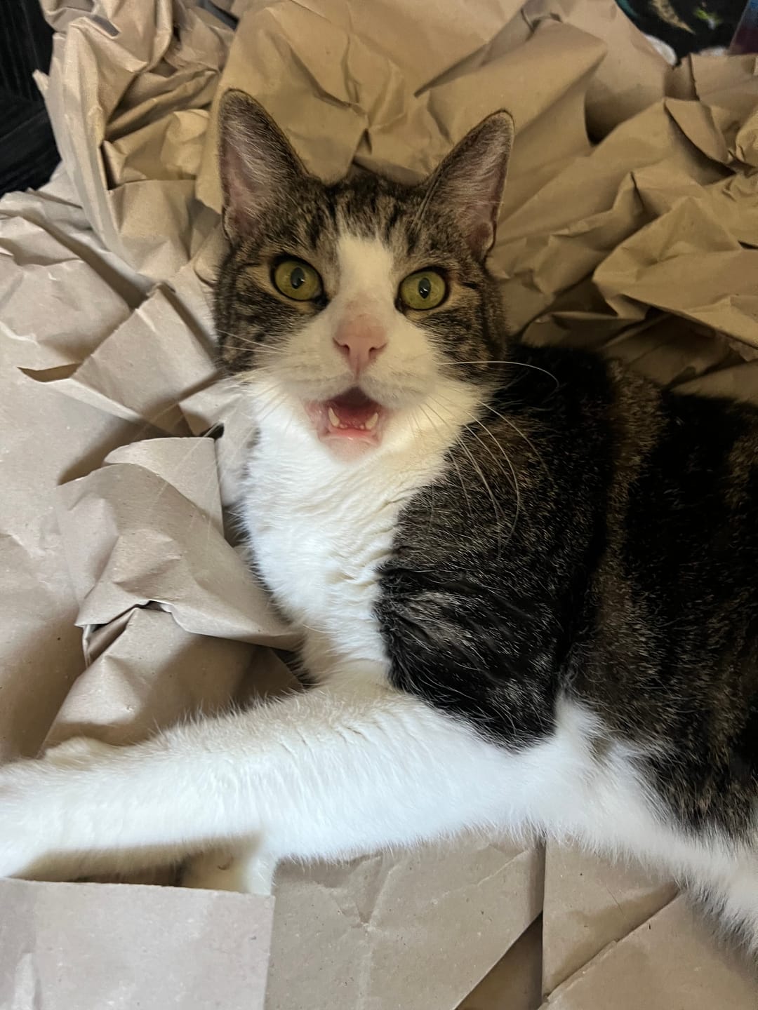 Customer photo review of Packaging