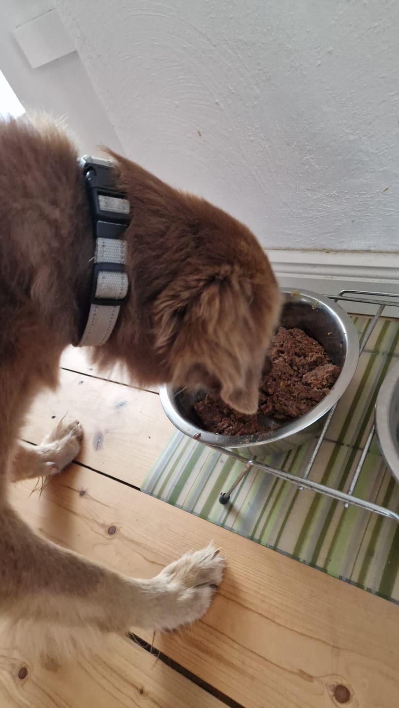 Customer photo review of Frischfutter für Energiebedarf von 624 kCal/Tag