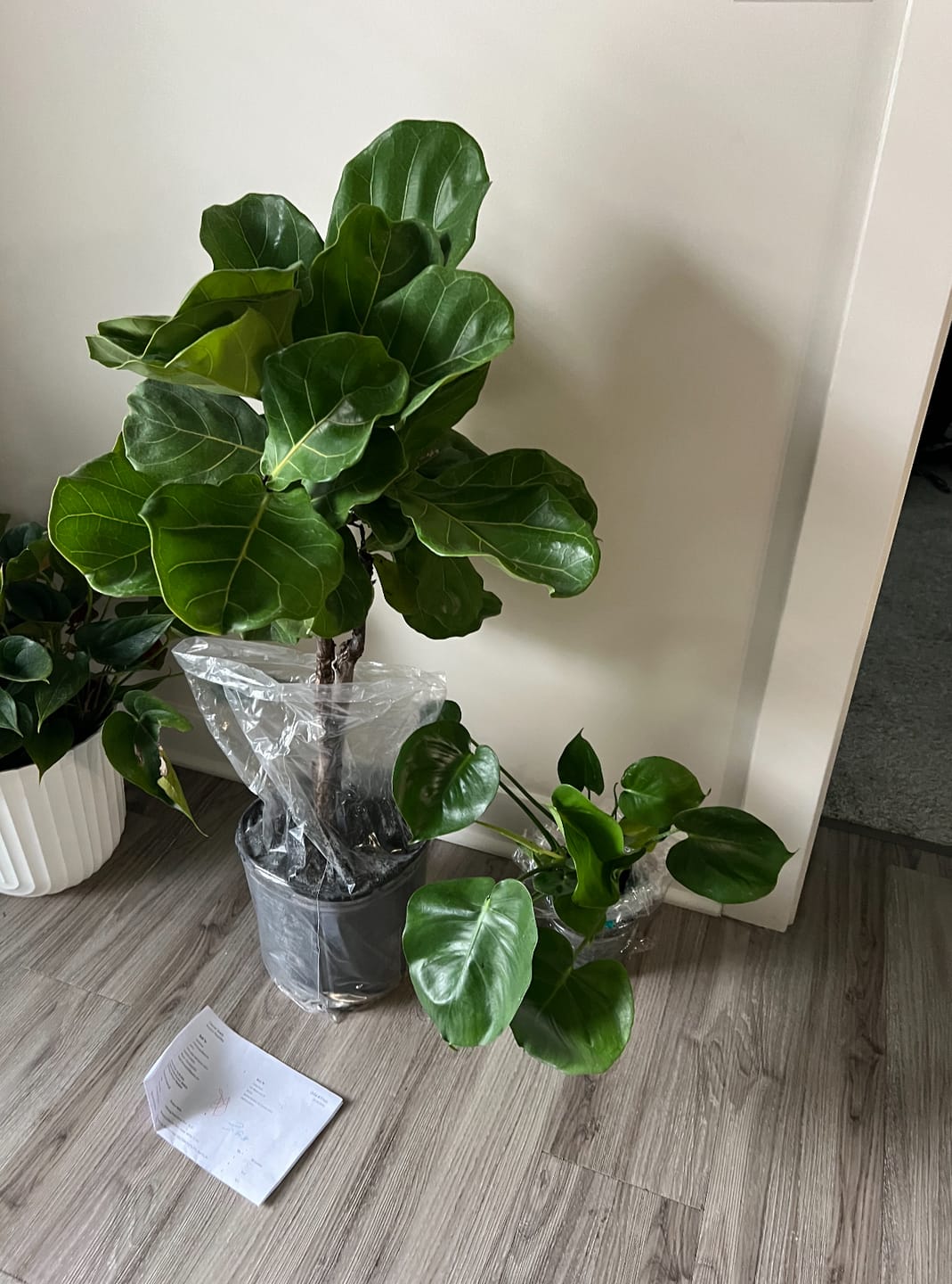 Customer photo review of Ficus Lyrata Tree Form Single Stem, Fiddle Leaf Fig Tree