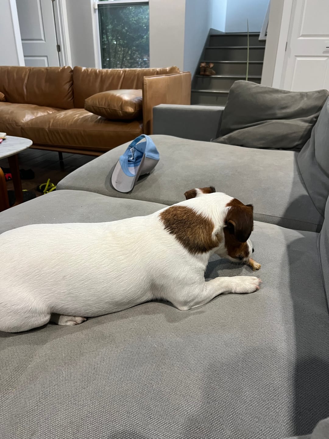 Customer photo review of Ostrich Foot Bone (7" x 3.5"): The Flavorful & Long-Lasting Chew for Small to Medium Dogs