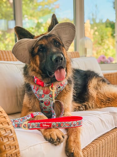 Customer photo review of Disney© Tough Trails™ Harness - Dumbo