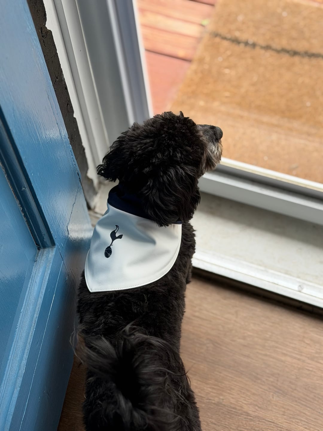 Customer photo review of Spurs Pet Bibs