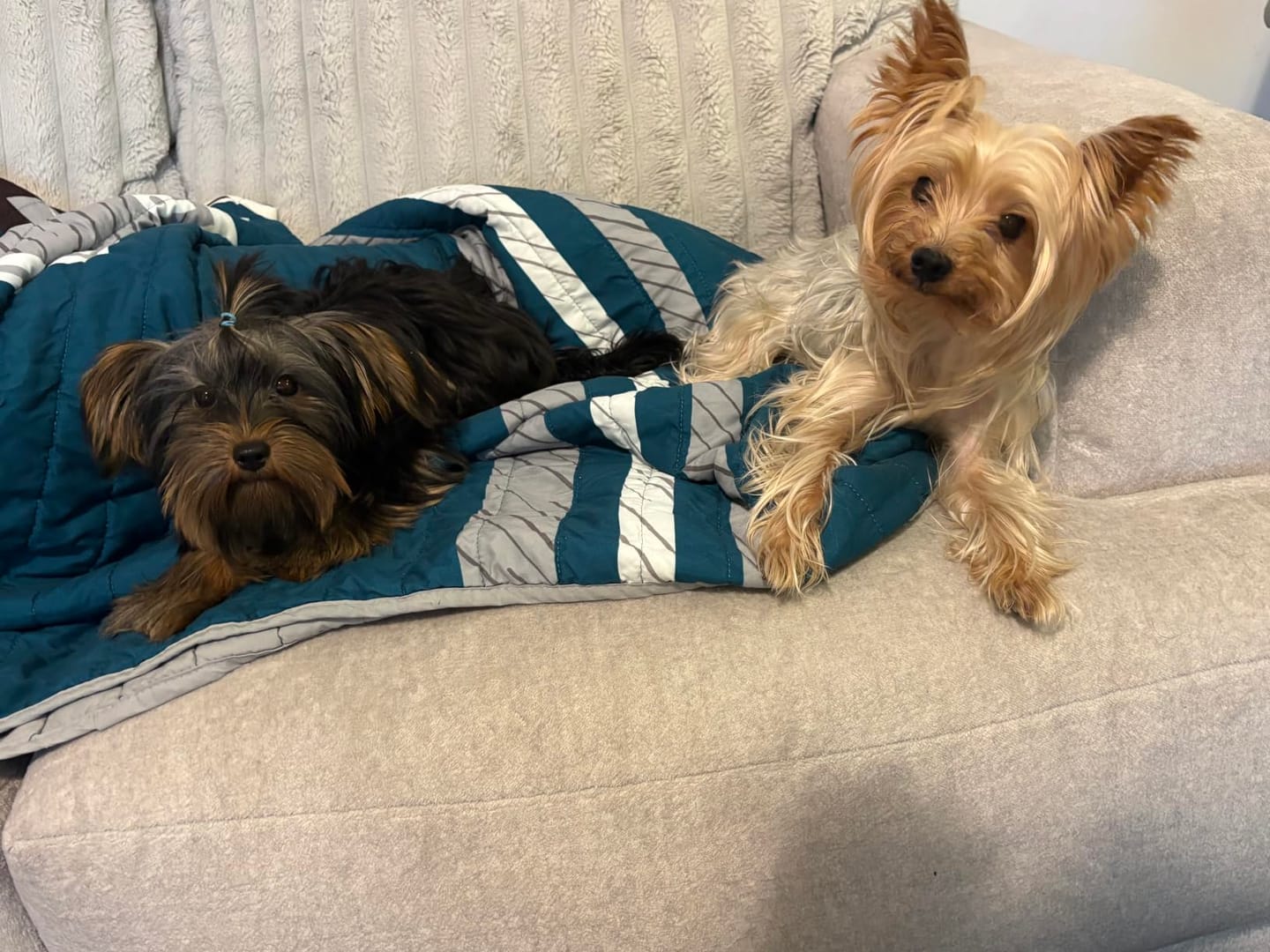 Customer photo review of Dog Grooming Vacuum Kit