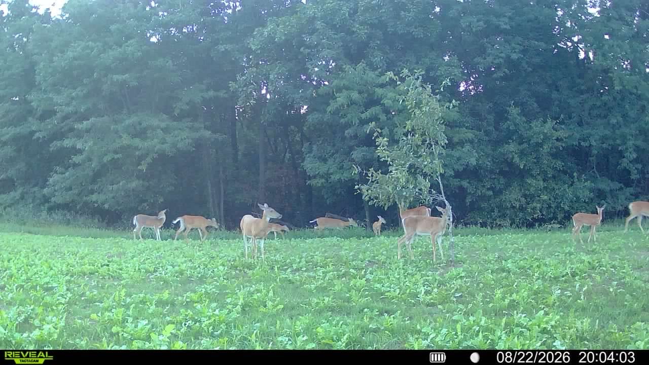 Customer photo review of Illicit™ Food Plot Seed