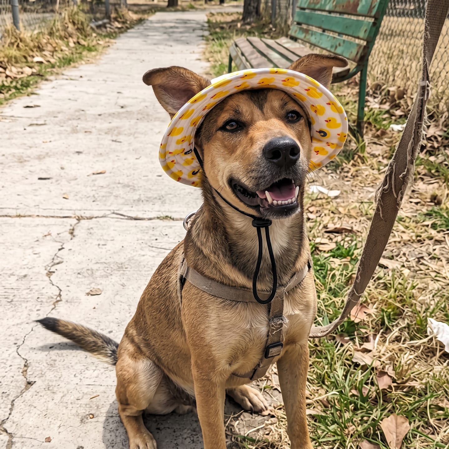 Customer photo review of Hunde-Sonnenhut