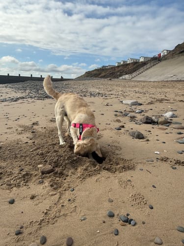 Customer's dog digging on a sandy beach while wearing a pink ParoPet No Pull Dog Harness.