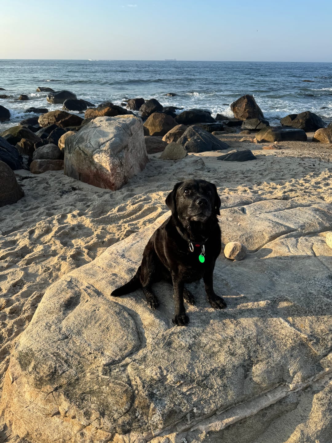 Customer photo review of furMe Replacement Hose