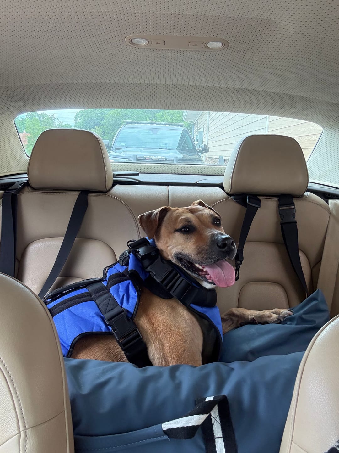 Customer photo review of Dog Dock V2 New & Improved LATCH / ISO FIX