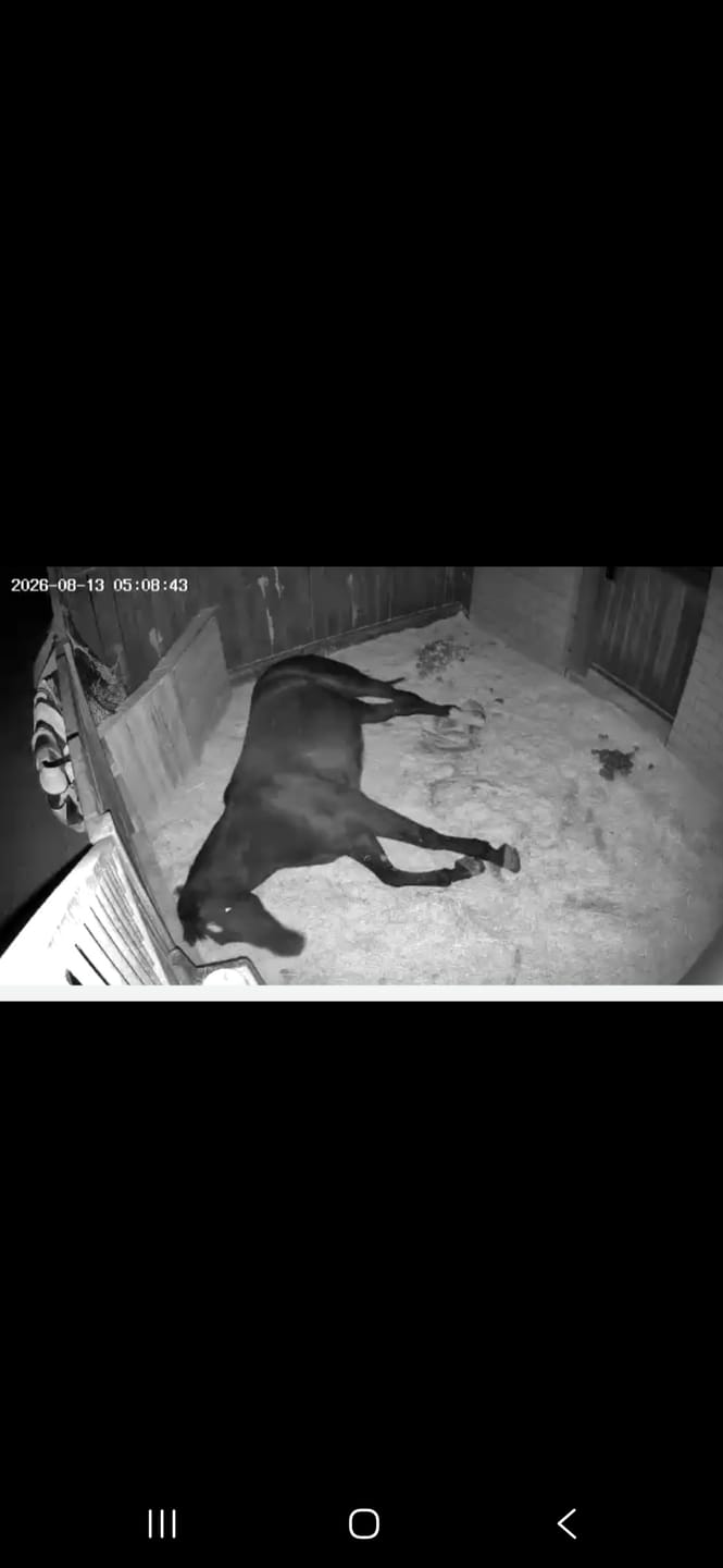 Customer photo review of Strotonin Horse Support