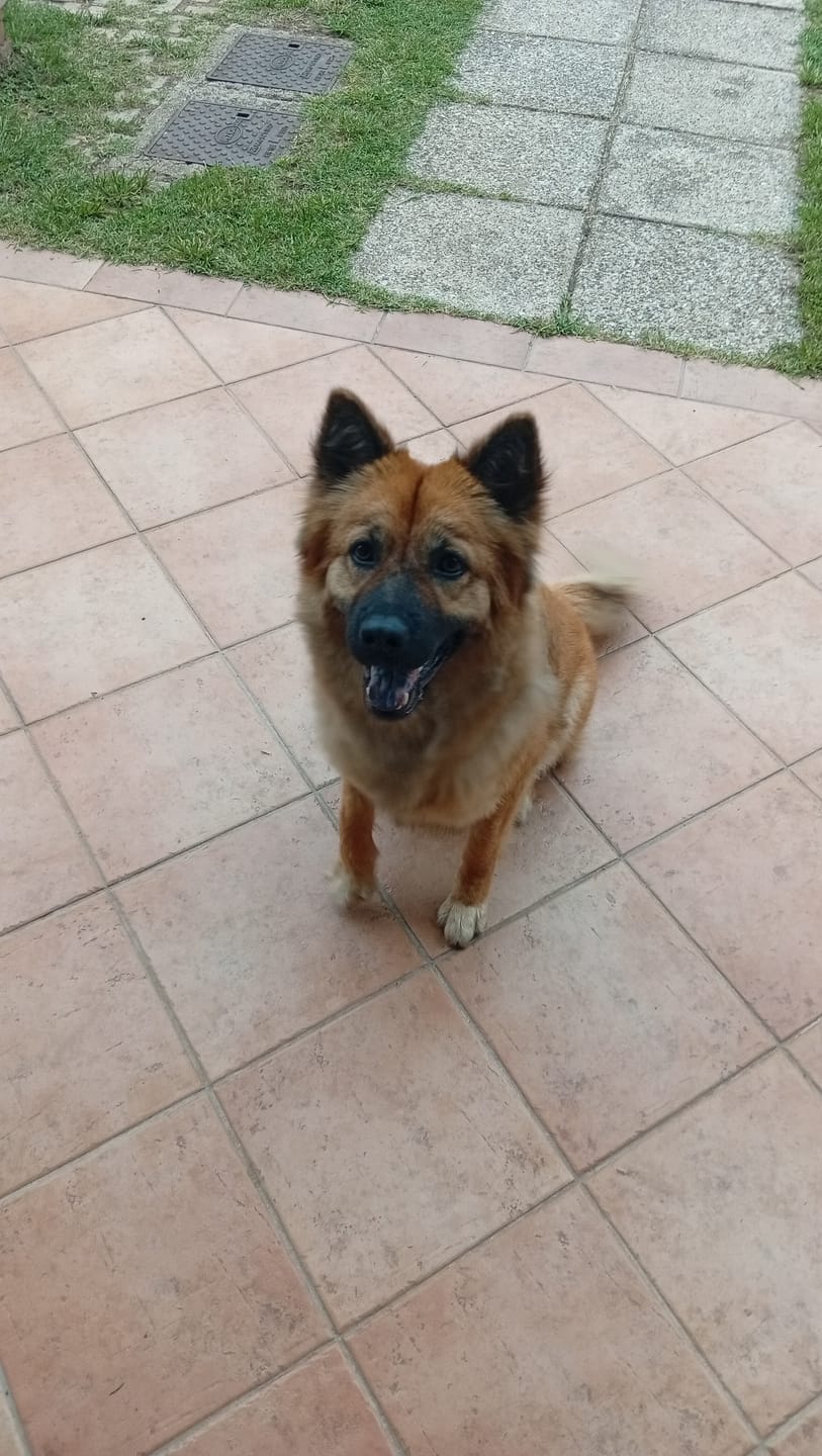 Customer photo review of CALMINO, Shampoo lenitivo e delicato universale cani, gatti e furetti