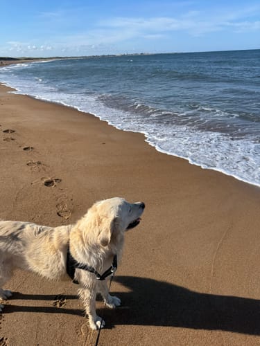 Customer's ParoPet No Pull Dog Harness on a golden dog looking at the sandy beach and ocean.