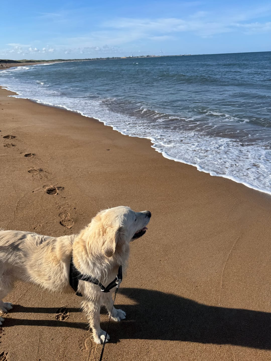 Customer photo review of ParoPet No Pull Dog Harness