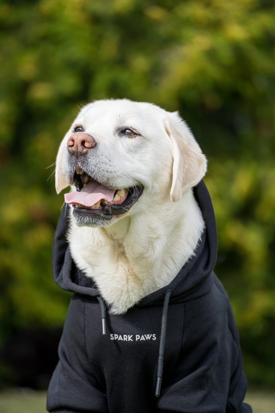 Customer photo review of Essential Dog Hoodie - Black
