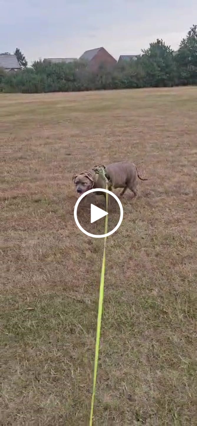Customer video review of Anti Pull Hurricane Harness Lighter | With Handle - Olive Green