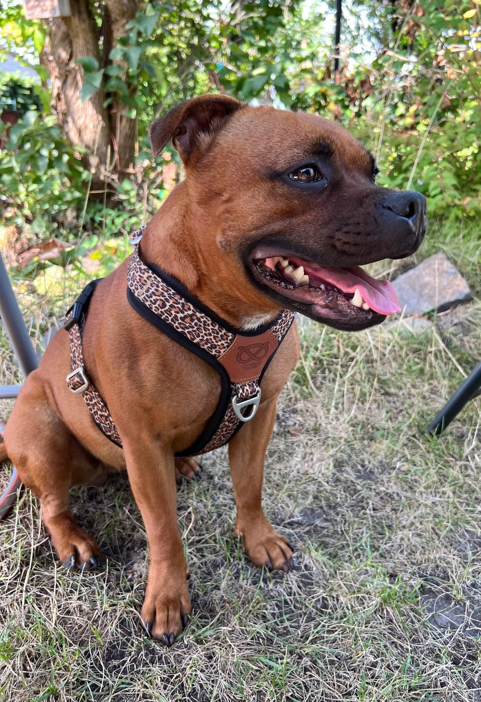Customer photo review of Staffordshire Bull Terrier 1935® Harness & Leash Set - Leopard