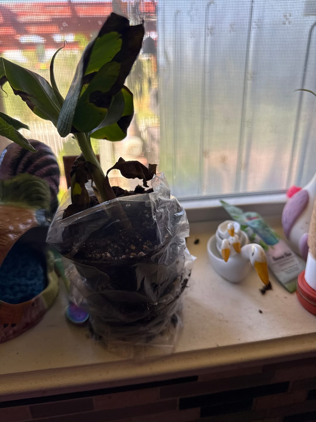Customer photo review of Musa Truly Tiny Banana