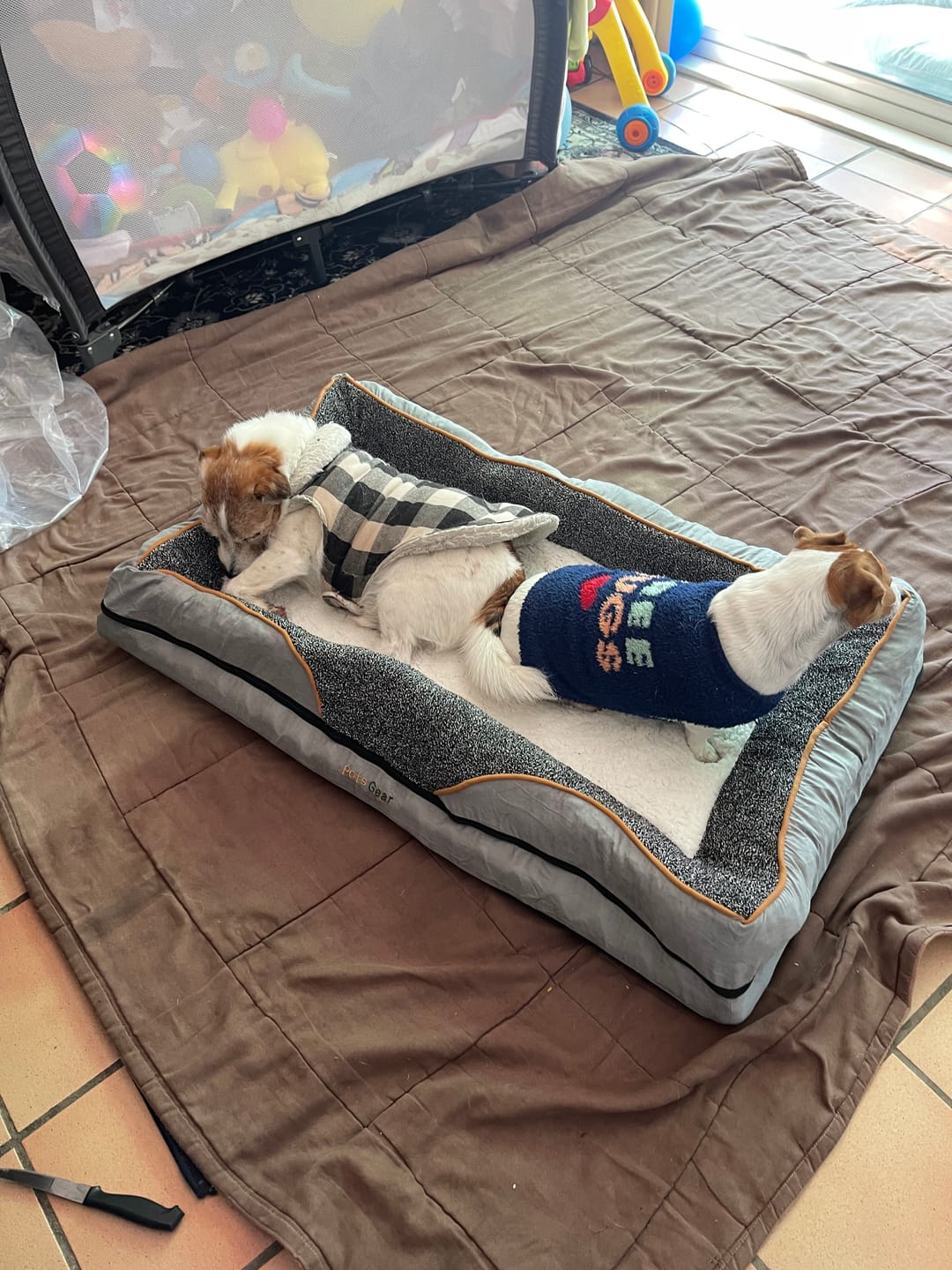 Customer photo review of Pets Gear Orthopedic Dog Bed