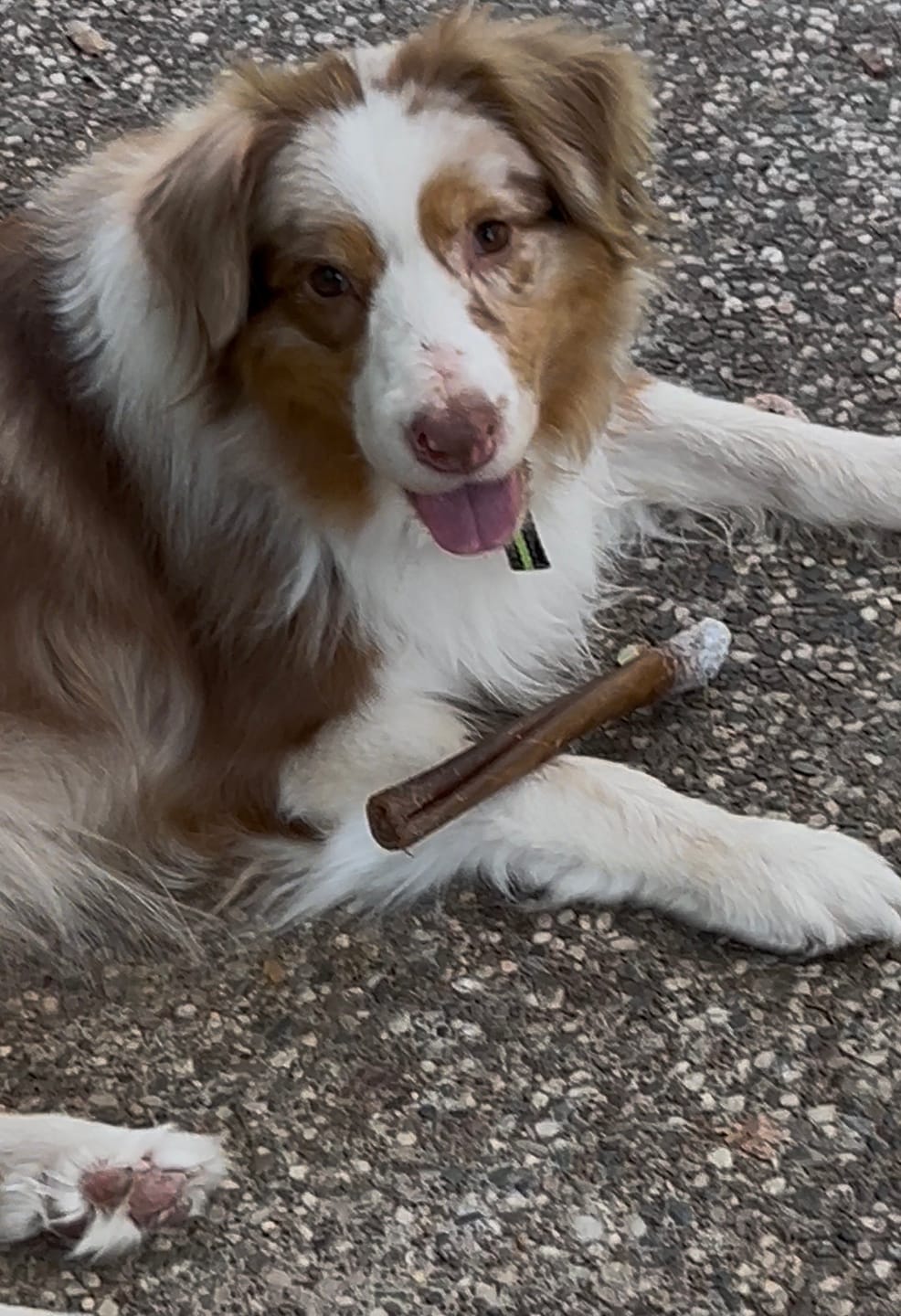 Customer photo review of Super Bull Sticks