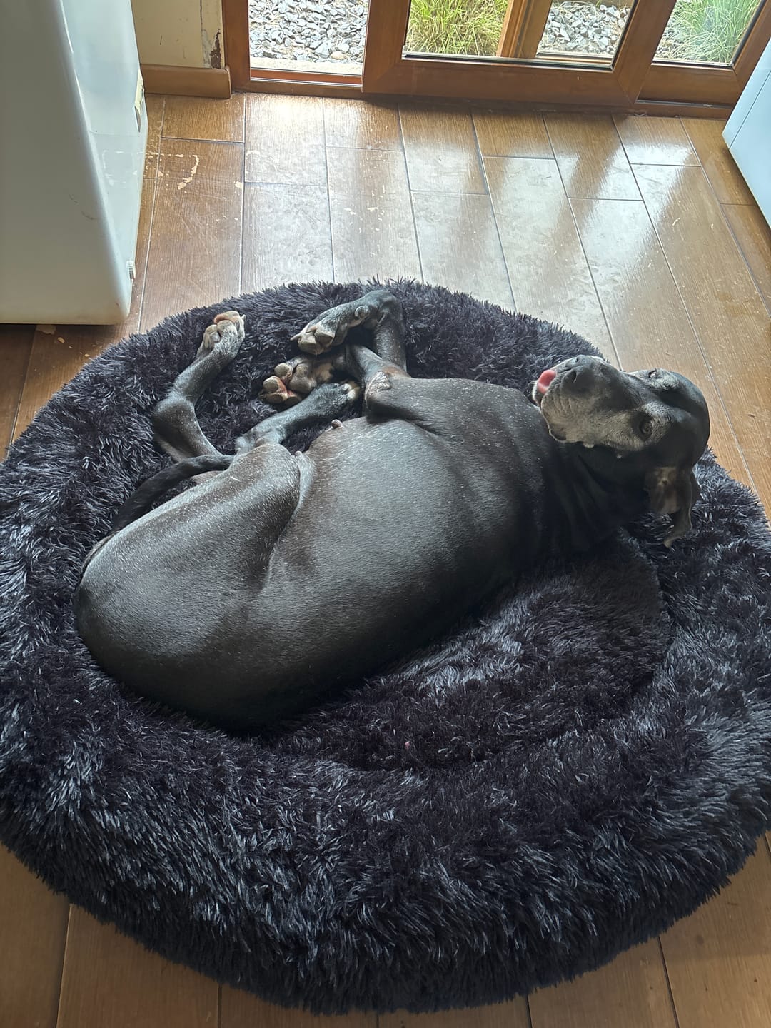 Customer photo review of Cama Anti-Estrés THE DOGS — Menos ansiedad, más descanso