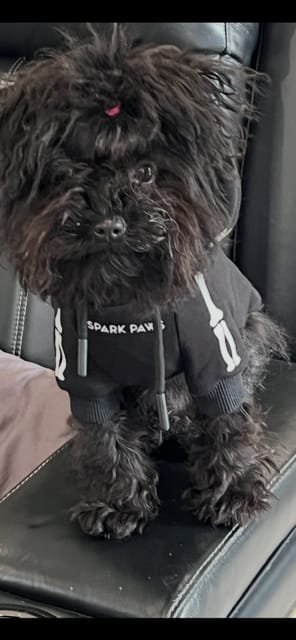 Customer photo review of Halloween Dog Hoodie - Reflective Skeleton