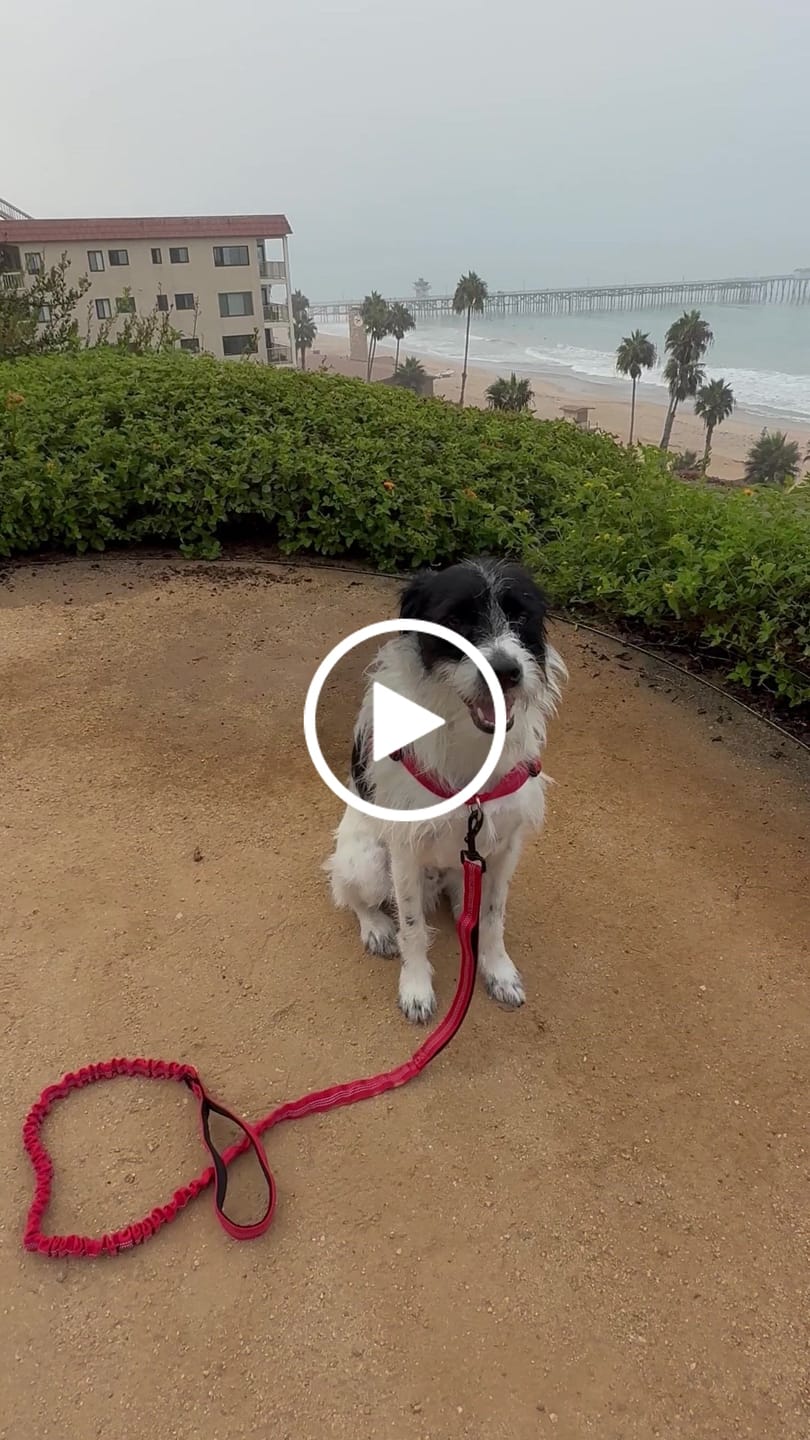 Customer video review of Personalized No-Pull Dog Harness