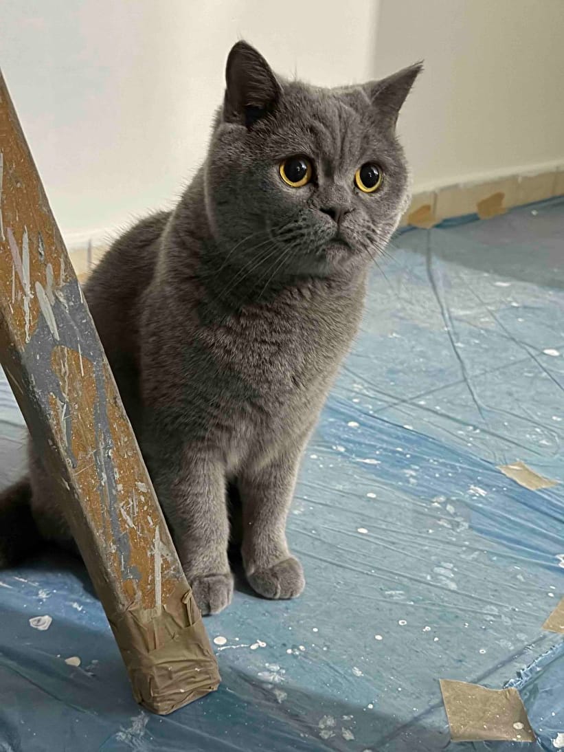 Customer photo review of Kedi Köpek Tüy Toplama Eldiveni | Nazik Evcil Hayvan Bakım ve Masaj Eldiveni
