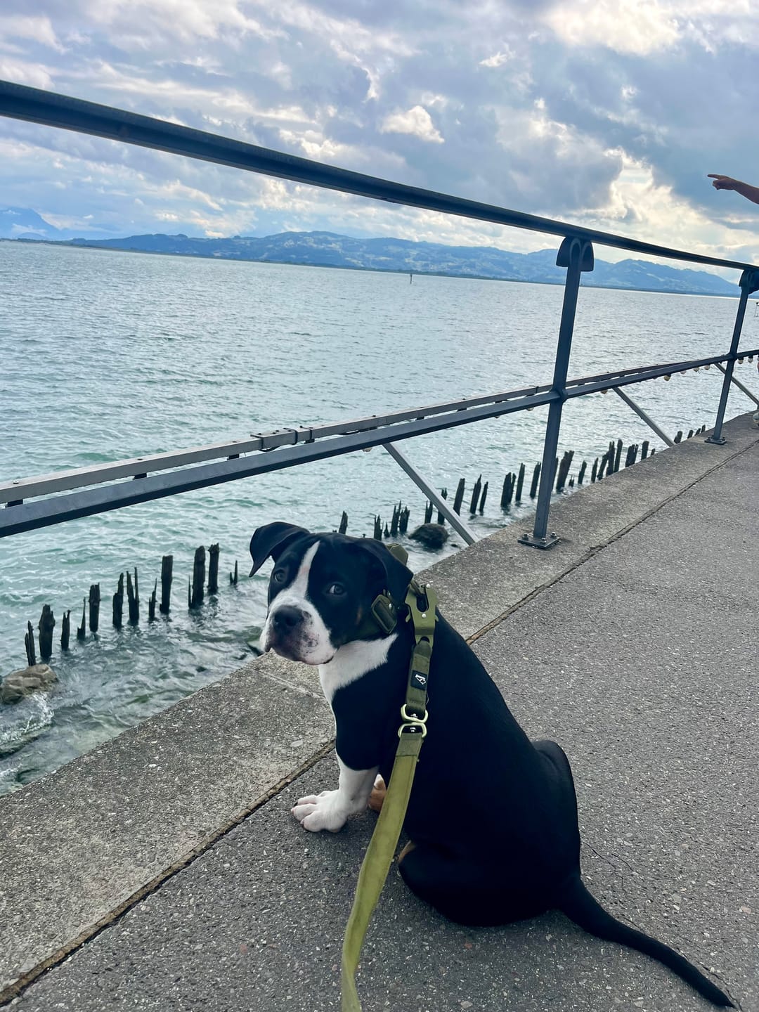 Customer photo review of Extreme Air Set  Army Green - Lätt och slitstarkt hundset