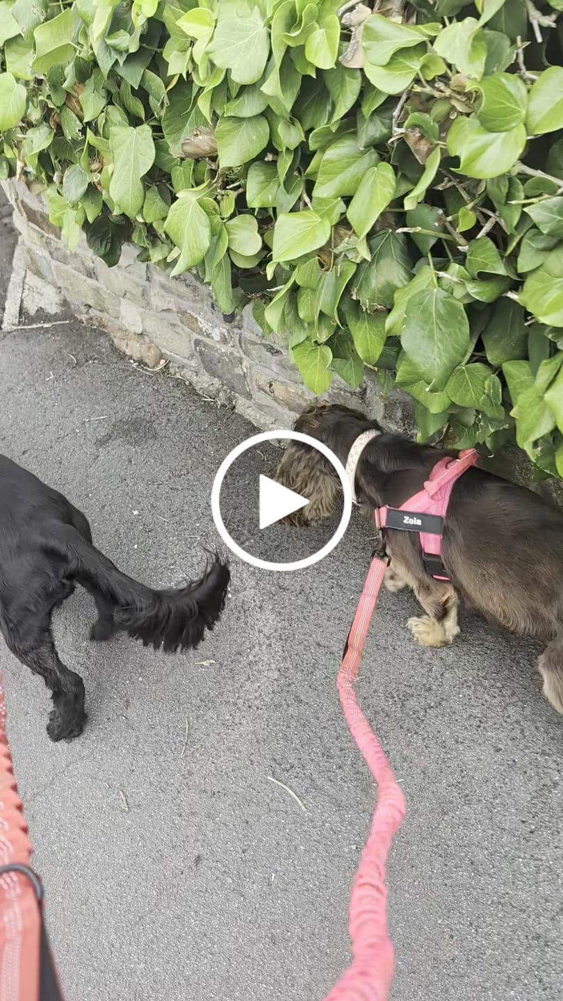 Customer video review of 🎁 FREE ParoPet Bungee Lead
