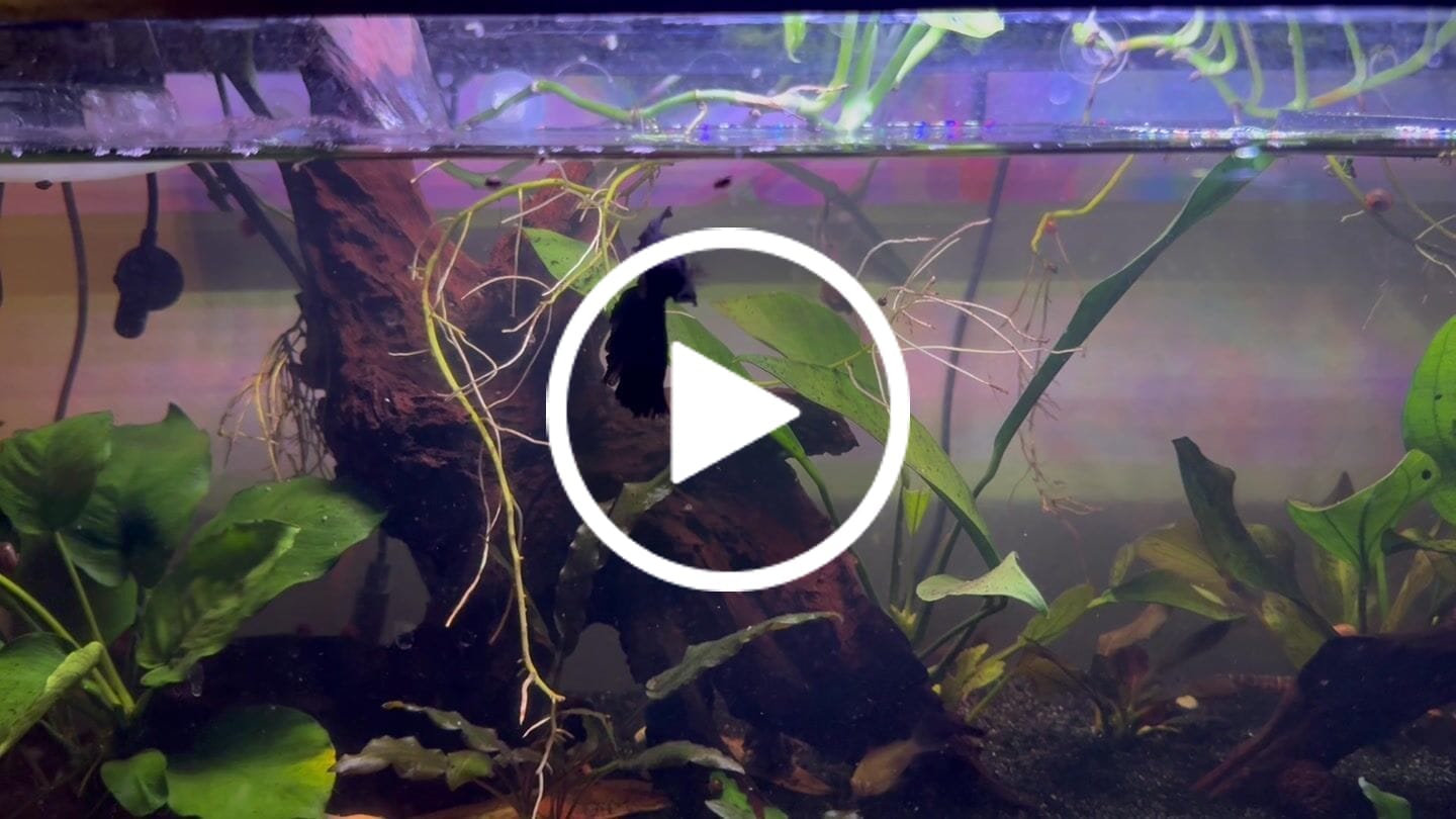 Customer video review of Super Black Halfmoon Male Betta Fish