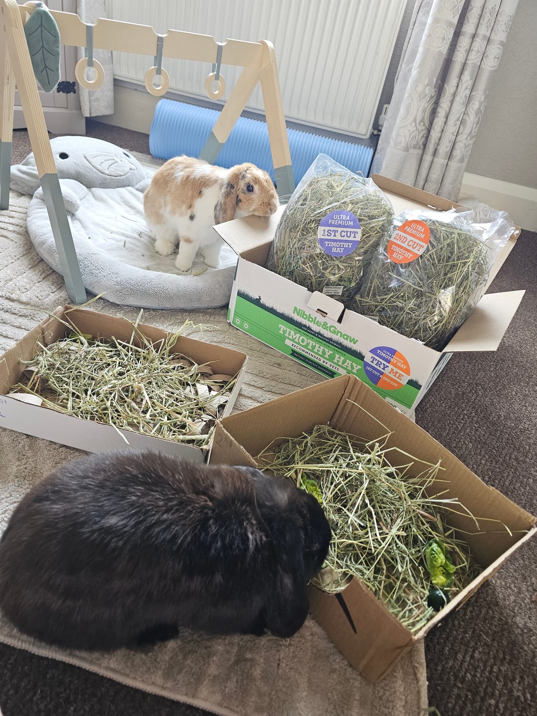 Customer photo review of Try Me - First and Second Cut Ultra Premium Timothy Hay Starter Pack