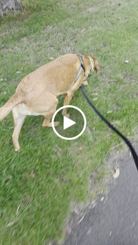Customer video review of ParoPet No Pull Dog Harness