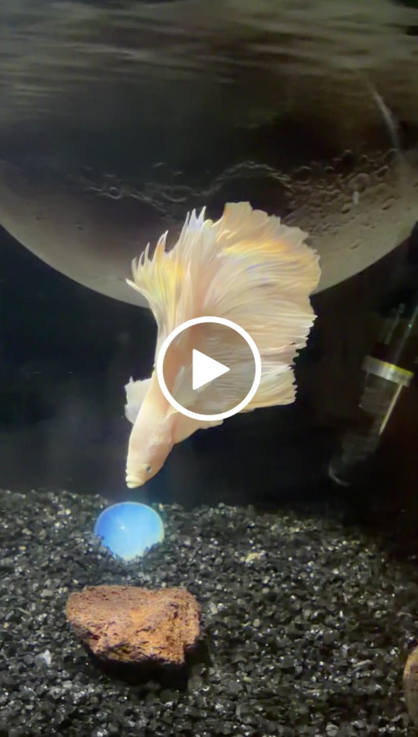 Customer video review of Super White Dumbo Ear Halfmoon Male Betta Fish
