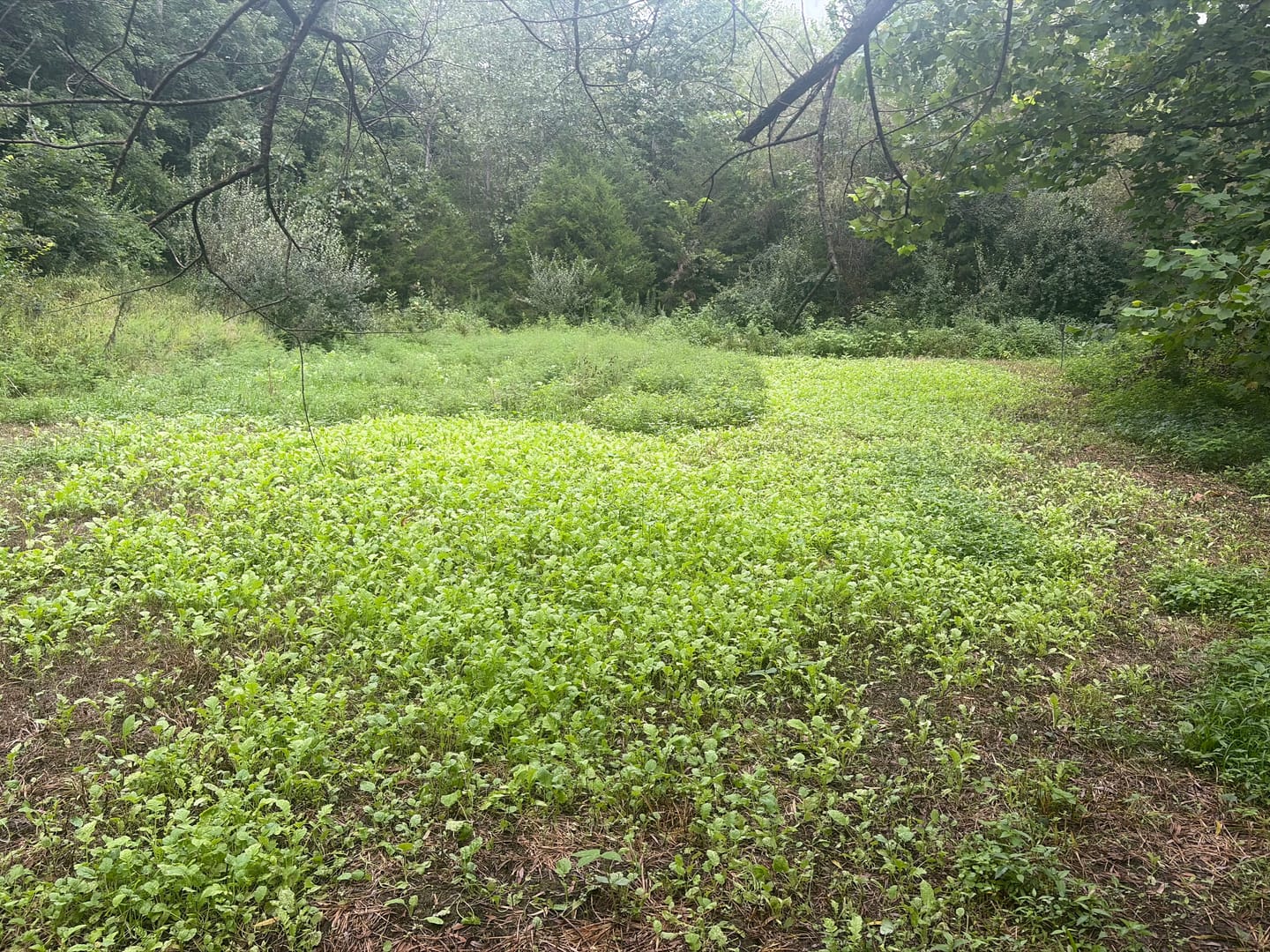 Customer photo review of Illicit™ Food Plot Seed