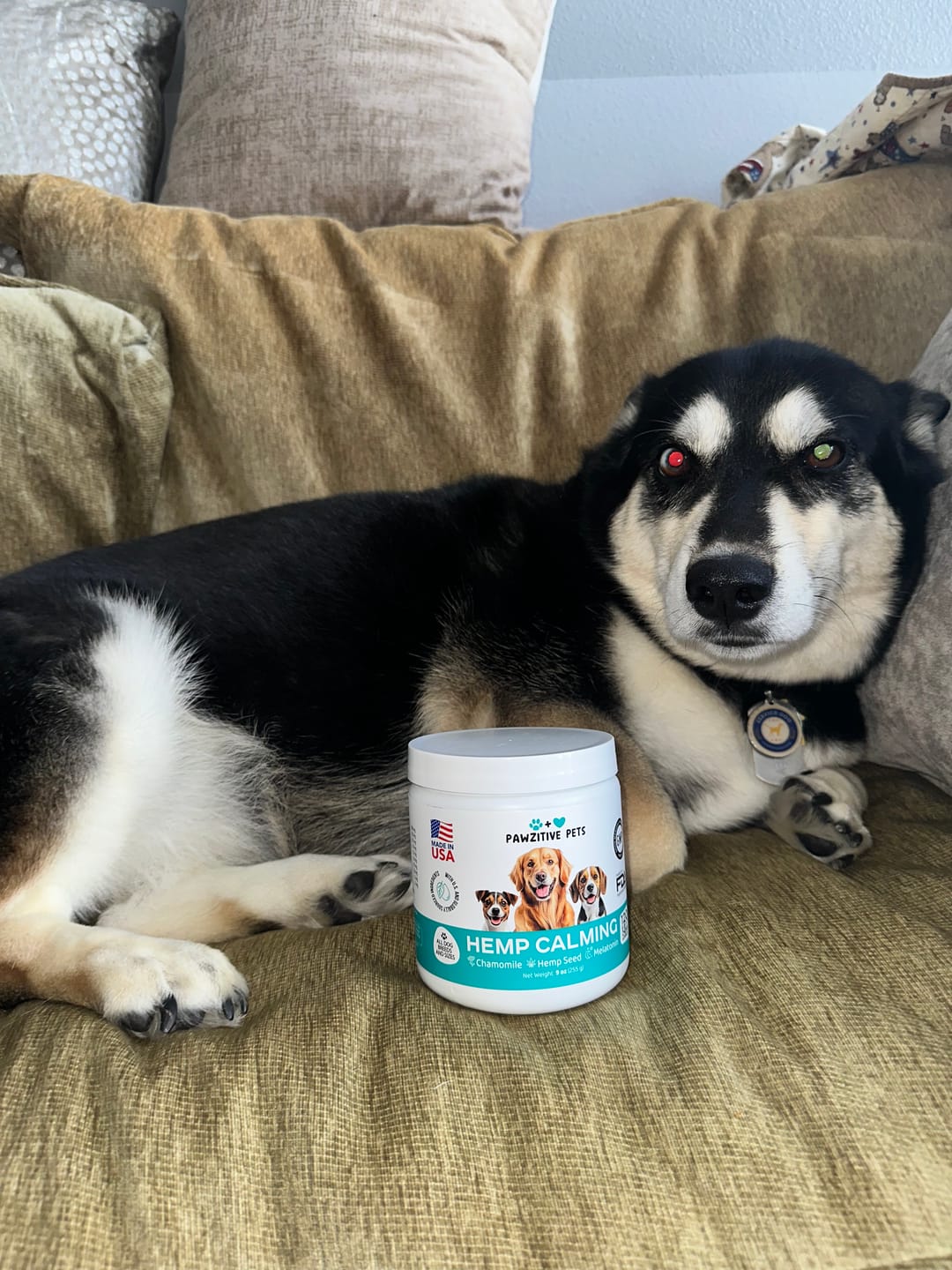 Customer photo review of Hemp Calming Chews for Dogs – 120 Soft Chews