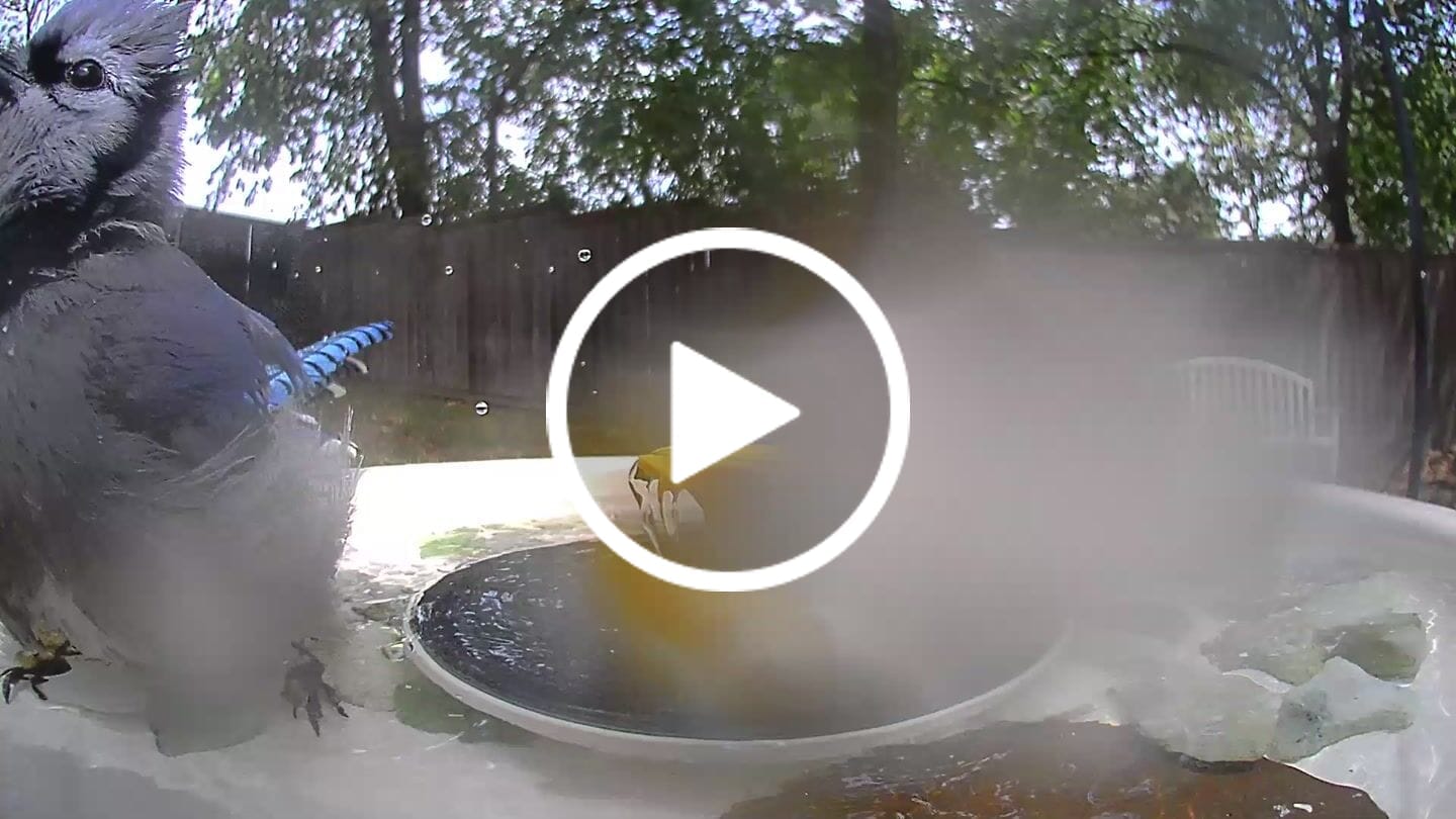 Customer video review of Birdfy Bath Pro White - Solar-Powered Smart Birdbath with Fountain without stand