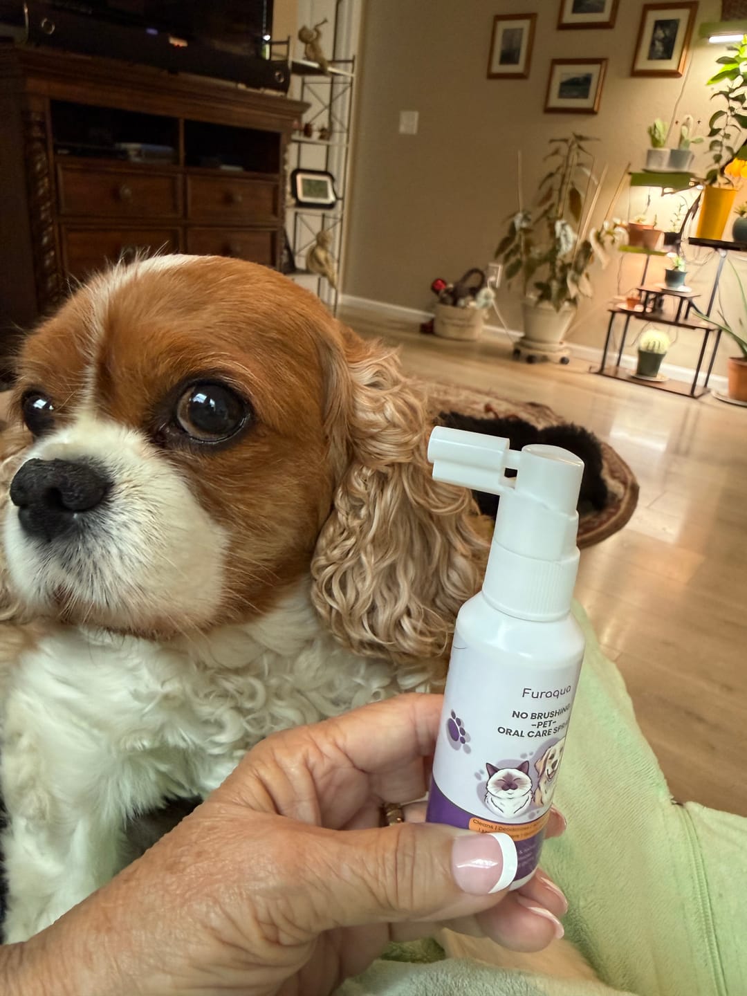 Customer photo review of Dental Pet Spray by Furaqua || Veterinarian Recommended 🏆