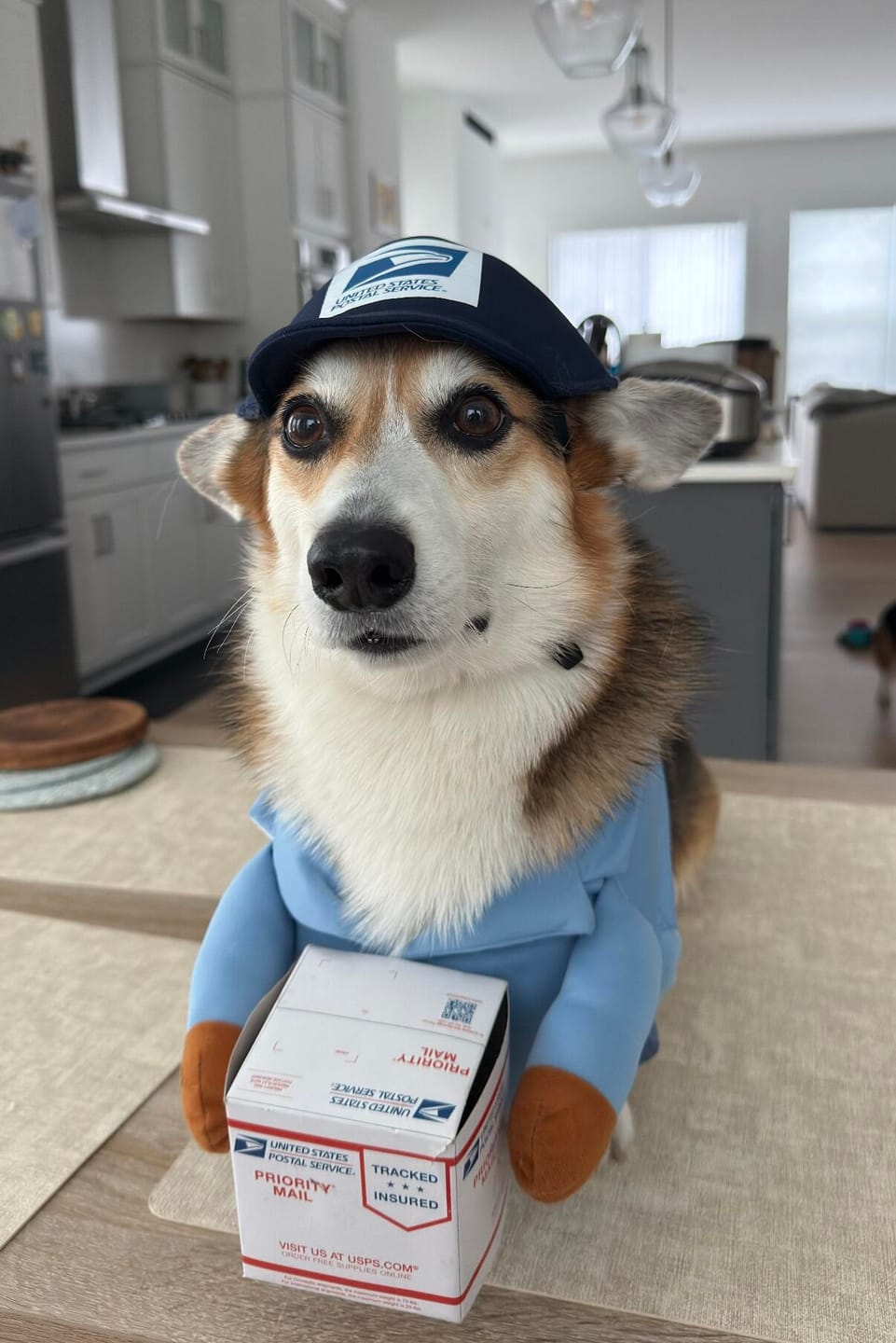 Customer photo review of Dog Mail Carrier Costume USPS
