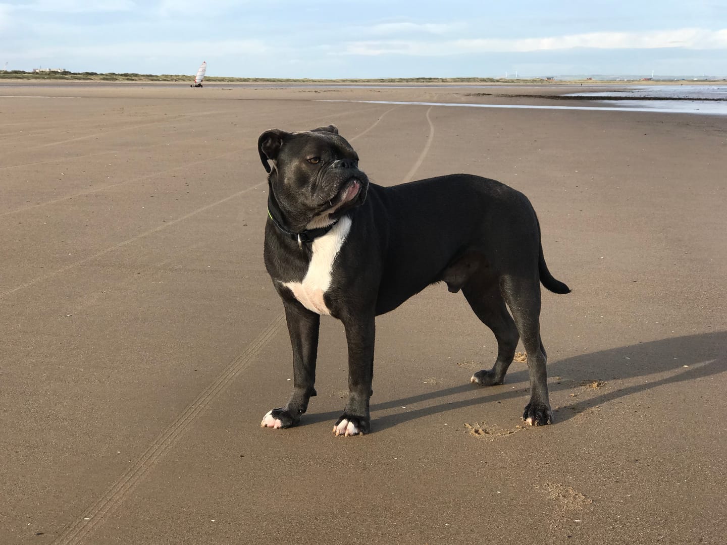 Customer photo review of Canagan Free-Range Chicken Grain-Free Dry Dog Food