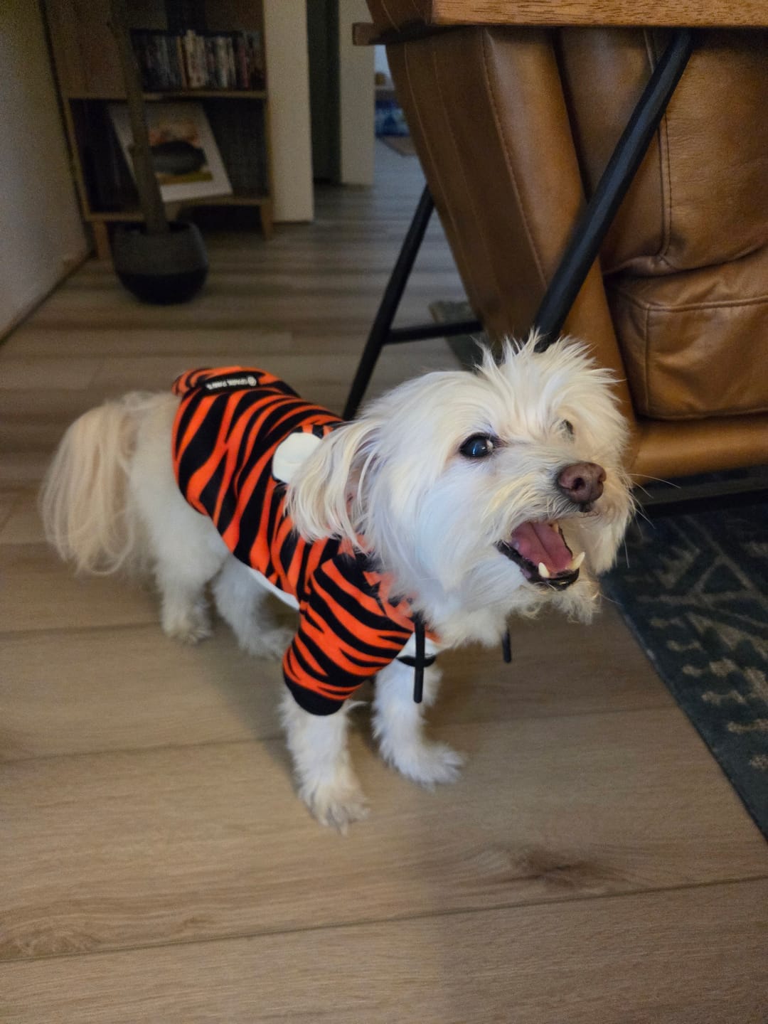 Customer photo review of Halloween Dog Hoodie - Tiger