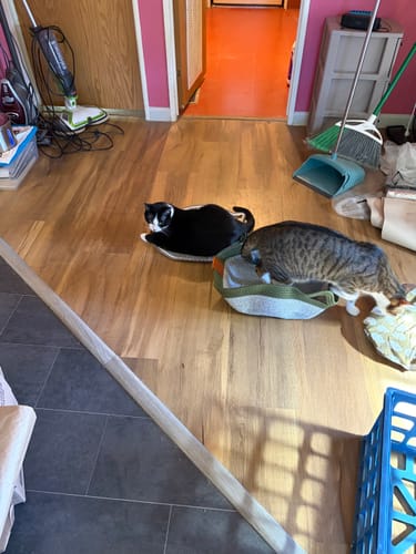 Customer's two cats resting on and inside Instinct Baskets on a wooden floor.