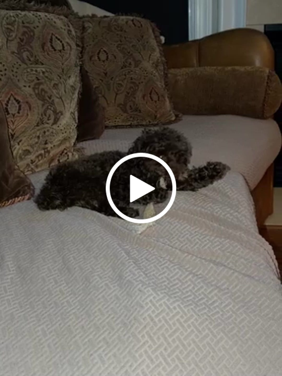 Customer video review of Ostrich Tendon Twister (12" x 2.5" x 1"): The Satisfying, All-Natural Chew for Dental Health & Joint Support